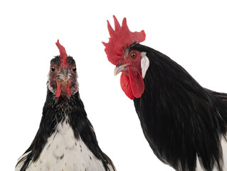 portrait rooster and chicken lakenfelder isolated on a white background