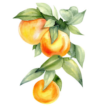 Watercolor orange tangerines branch illustration. Botanical painting with mandarin ripes and green leaves. Clementin fruits drawing for logo, inviation, card , label design