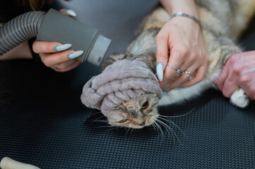 A woman dries a cat with a hair dryer in a grooming salon.