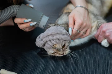 Fotobehang A woman dries a cat with a hair dryer in a grooming salon. © Михаил Решетников