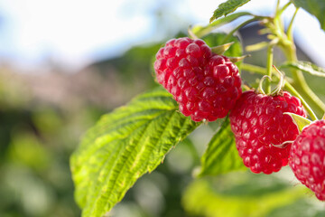 Red raspberries growing on bush outdoors, closeup. Space for text