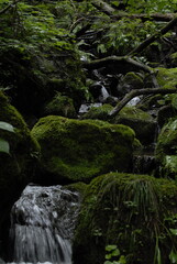 waterfall in the forest