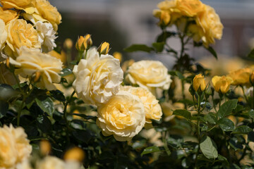 The bright, pale yellow blossoms of the "Julia Child" rose cultivate. There are hundreds of roses in full bloom, but only a few are in focus, along with rosebuds preparing to open.