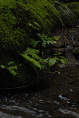 stream in the forest
