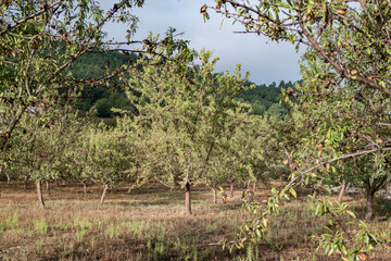 Fazenda com amendoeiras e amêndoas já maduras num dia de outono