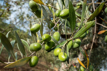 Algumas azeitonas na oliveira em fase de amadurecimento num dia de outono