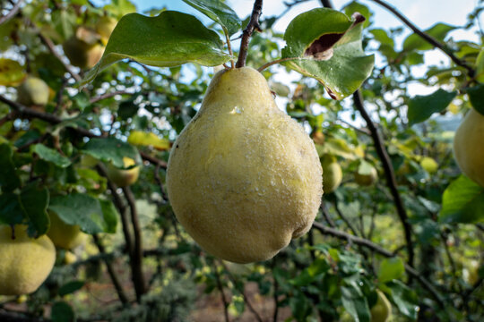 Alguns marmelos na &aacute;rvore em fase de amadurecimento num dia de outono