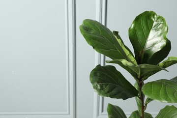Fiddle Fig or Ficus Lyrata plant with green leaves near white wall, space for text