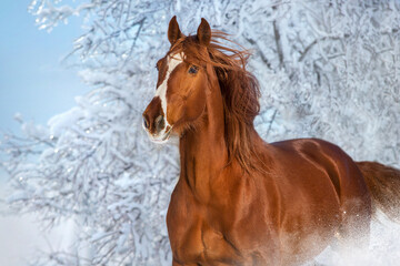 Red horse in winter day - 667545498