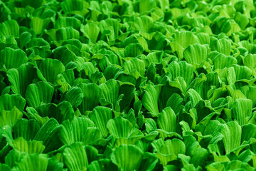 beautiful texture of green leaves