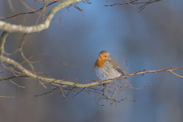 Fototapeta premium rouge gorge