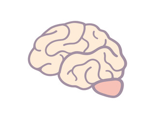 脳の断面図のシンプルなイラスト