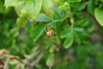 spider