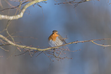 rouge gorge