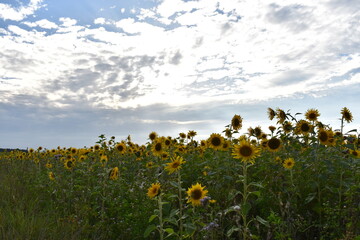 Summer in Germany fiels of sunflowers and beautiful nature