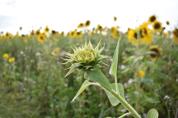 Summer in Germany fiels of sunflowers and beautiful nature