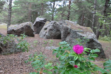 pink flower