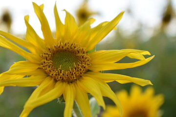 Obraz premium Summer in Germany fiels of sunflowers and beautiful nature