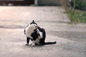 Street cat resting on backyard and try to scratching its skin.