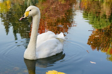 A white swan swims on a pond against the background of autumn trees