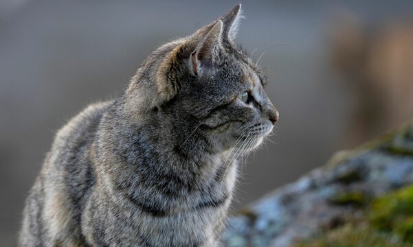 Beautiful Cat with gray stripes looking in profile. Cat on grass in foreground looking in profile.