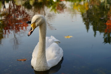 Sleeping swan on the water in autumn city park