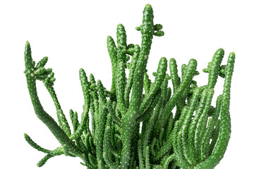 Cactus plant isolated