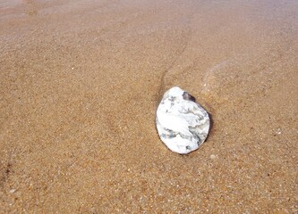 coquille d'huître sur une plage de sable, ile d'Oléron, Charente Maritime, Nouvelle Aquitaine