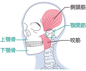 側頭筋と咬筋　顎関節の構造
