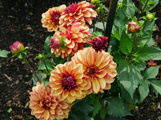 Dahlia plant in full bloom with red, pink, yellow, orange flowers tied to a stick so that the plant does not collapse