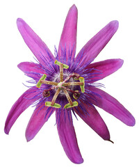 Beautiful real flower of cutout purple and pink passiflora - Passion Flowers cutout on isolated...