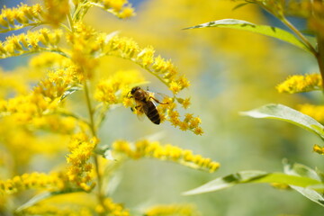 bee on a yellow flower