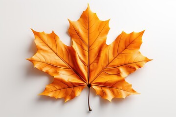 maple leaf isolated on white