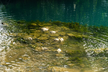 flock of ducks in the lake