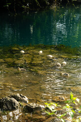 flock of ducks in the lake