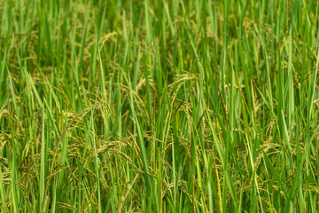 Close up to rice seeds in ear of paddy. Beautiful rice field and ear of rice. Dew drops on rice fields. Agricultural production background. In Cao Bang province, Vietnam, Asia