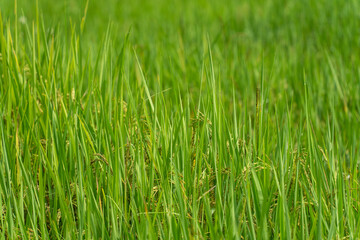 Fototapeta na wymiar Close up to rice seeds in ear of paddy. Beautiful rice field and ear of rice. Dew drops on rice fields. Agricultural production background. In Cao Bang province, Vietnam, Asia