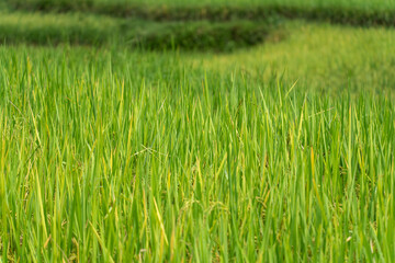 Close up to rice seeds in ear of paddy. Beautiful rice field and ear of rice. Dew drops on rice fields. Agricultural production background. In Cao Bang province, Vietnam, Asia