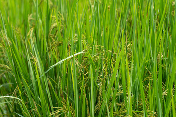Close up to rice seeds in ear of paddy. Beautiful rice field and ear of rice. Dew drops on rice fields. Agricultural production background. In Cao Bang province, Vietnam, Asia