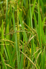 Close up to rice seeds in ear of paddy. Beautiful rice field and ear of rice. Dew drops on rice fields. Agricultural production background. In Cao Bang province, Vietnam, Asia