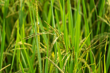 Close up to rice seeds in ear of paddy. Beautiful rice field and ear of rice. Dew drops on rice fields. Agricultural production background. In Cao Bang province, Vietnam, Asia