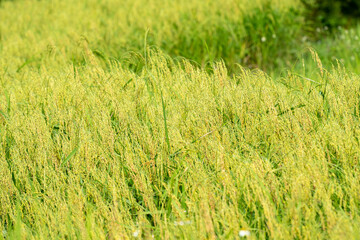 Close up to rice seeds in ear of paddy. Beautiful rice field and ear of rice. Dew drops on rice fields. Agricultural production background. In Cao Bang province, Vietnam, Asia
