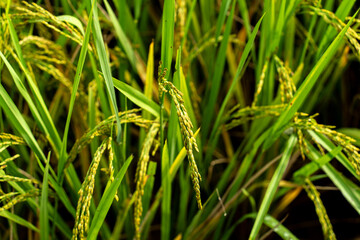 Fototapeta na wymiar Close up to rice seeds in ear of paddy. Beautiful rice field and ear of rice. Dew drops on rice fields. Agricultural production background. In Cao Bang province, Vietnam, Asia
