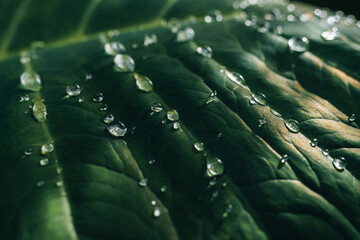 Drops of dew in the morning glow in the sun. Beautiful dew drops of transparent rain water on a...