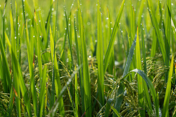 Close up to rice seeds in ear of paddy. Beautiful rice field and ear of rice. Dew drops on rice fields. Agricultural production background. In Cao Bang province, Vietnam, Asia