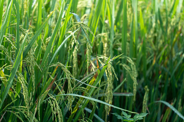 Close up to rice seeds in ear of paddy. Beautiful rice field and ear of rice. Dew drops on rice...