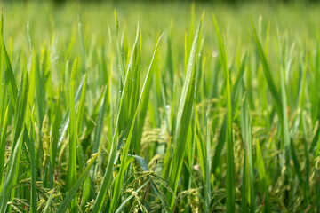 Obraz premium Close up to rice seeds in ear of paddy. Beautiful rice field and ear of rice. Dew drops on rice fields. Agricultural production background. In Cao Bang province, Vietnam, Asia