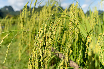 Close up to rice seeds in ear of paddy. Beautiful rice field and ear of rice. Dew drops on rice fields. Agricultural production background. In Cao Bang province, Vietnam, Asia