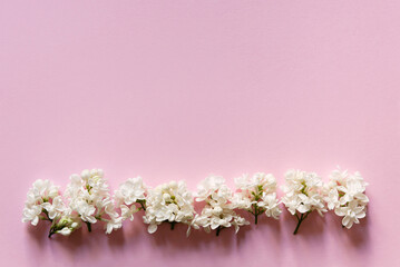 Minimal template with empty copy space and white lilac flower branches on a light pink background. Flat lay, top view. Layout