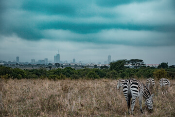 Zebras wild animals wildlife animals mammals grazing grassland savannah nature in Nairobi National...